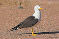 Laridae (cat.)