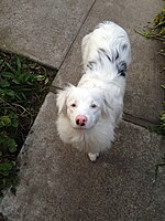 A deaf eight-month-old homozygous merle Australian Shepherd. She has blue eyes with starburst pupils and an eccentric pupil in her left eye.