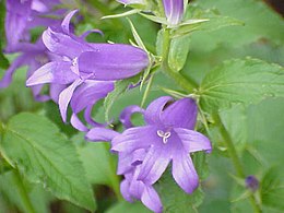 Széleslevelű harangvirág (Campanula latifolia)