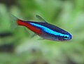 A neon tetra