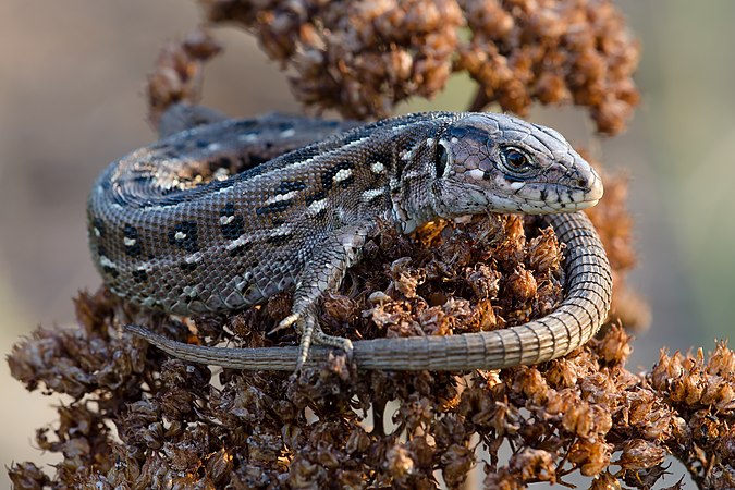 捷蜥蜴（Lacerta Agilis），摄于乌克兰基辅奧博隆區的普施察-沃迪查公园。