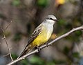 70 Western kingbird (71748) uploaded by Rhododendrites, nominated by Rhododendrites,  16,  0,  0