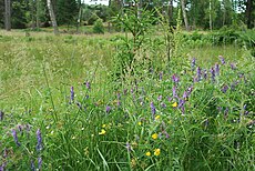 Sommarblomster på Ålö vid Utö. Foto: Juli 2009.