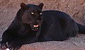 The black panther is actually a melanistic jaguar or leopard.