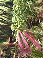 Calliandra calothyrsus