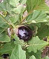 Leaf structure of that variety