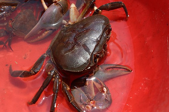 CRAB Photograph: User:Visitezkpalimetg