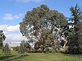 Eucalyptus chapmaniana (Bogong Gum)