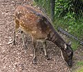 Philippine Spotted Deer