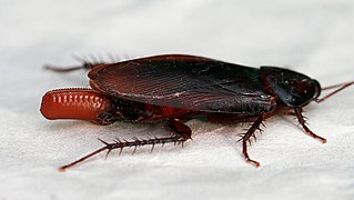 Periplaneta fuliginosa (Blattidae, avec sac ovigère)