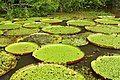 Victoria amazonica