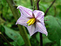 Eggplant flower