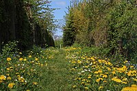 Sentier couvert de pissenlis.