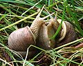 Helix pomatia