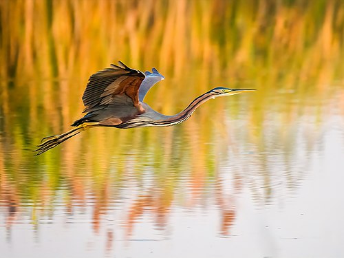 Purple Heron flying Photograph: User:Norbertoe