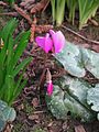 Cyclamen pseudibericum en début de floraison