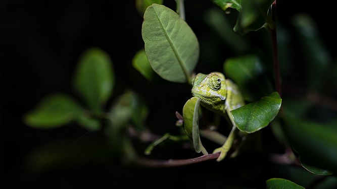 Chameleon at Night. Photograph: Terry Caselli