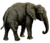 Loxodonta