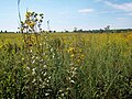 Image 9Plants of the Midewin National Tallgrass Prairie in Will County. Tallgrass prairie once covered around two-thirds of Illinois. Midewin is the only federal tallgrass prairie preserve east of the Mississippi River. Photo credit: User:Alanscottwalker (from Portal:Illinois/Selected picture)