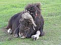 Muskox resting on grass at a farm near Glenn Highway, Alaska, USA