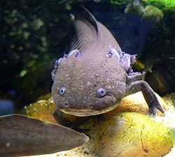 Axolotl (Ambystoma mexicanum)