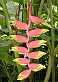 Heliconia rostrata