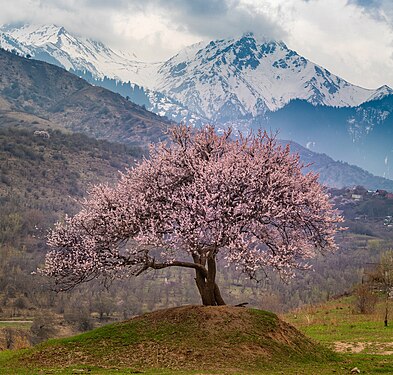 Prunus armeniaca, Ile-Alatau National Park, Almaty Region author — Dots foto