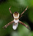 7 Argiope minuta