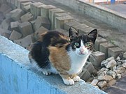 Gato en Malpica de Bergantiños