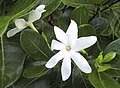 Gardenia taitensis