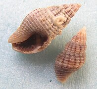 Clavatula rubrifasciata.