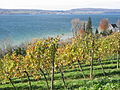 Vineyard at Birnau (Germany)