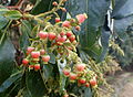 Arbutus canariensis