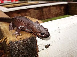 Ambystoma gracile