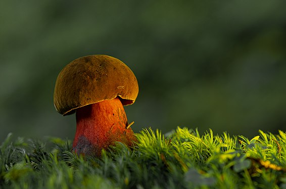 Natural environment mushroom User:Engin Tavlı