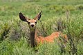 27 Odocoileus hemionus