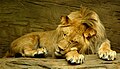 Lion sleeping lion