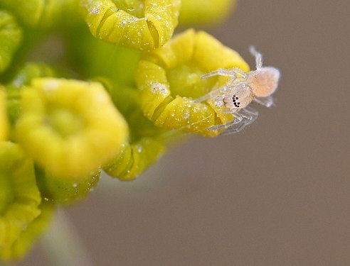 Tiny Spider (Podarcis filfolensis ssp. maltensis)on fennel. Photograph: MarionSP