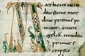 Evangiles à l'usage de Saint-Pierre de Flavigny (Bourgogne) 2. Fin VIIIe siècle. F° 17. Origine: Est de la France. Lieu de conservation: Autun, BM, ms 4