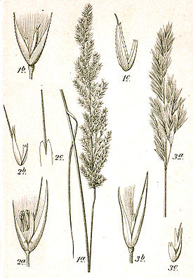 Ботаническая иллюстрация Якоба Штурма из книги Deutschlands Flora in Abbildungen, 1796 1 — Calamagrostis canescens (Вейник седеющий); 2 — Calamagrostis pseudophragmites (Вейник ложнотростниковый); 3 — Calamagrostis epigejos (Вейник наземный)