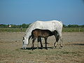 Jument camarguaise et son poulain