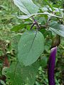 Plant with long fruits