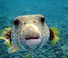 Peixe globo.