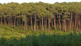 Image illustrative de l’article Forêt usagère de La Teste-de-Buch