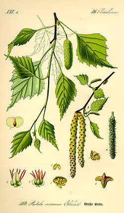 Illustration Betula pendula0.jpg