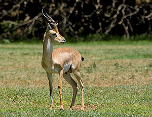 Gazella gazella, mantje (room)