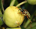 28 Polistes dominula