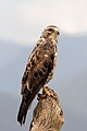 24 Buteo swainsoni