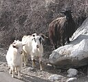 chèvres pashmina changthangi au Ladakh