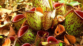 Una pianta carnivora (Nepenthes ampullaria).